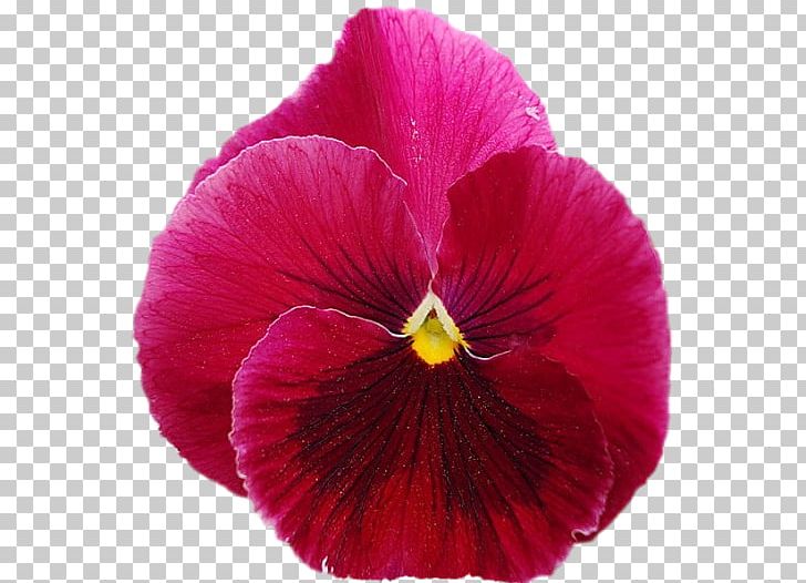 Pansy Magenta Annual Plant Petal PNG, Clipart, Annual Plant, Flower, Flowering Plant, Magenta, Miscellaneous Free PNG Download