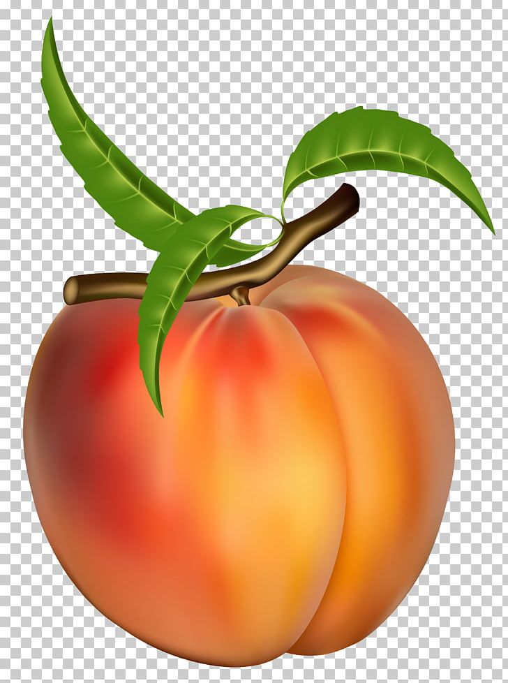 Peach Fruit Apricot PNG, Clipart, Apple, Apricot, Blog, Bush Tomato, Clipart Free PNG Download