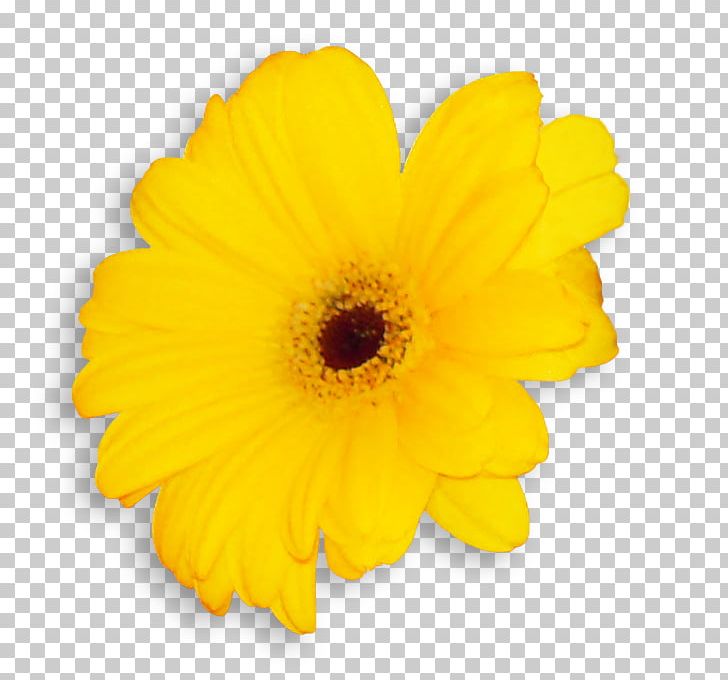 Transvaal Daisy Common Sunflower Cut Flowers Pot Marigold Petal PNG, Clipart, Annual Plant, Calendula, Common Sunflower, Cut Flowers, Daisy Family Free PNG Download