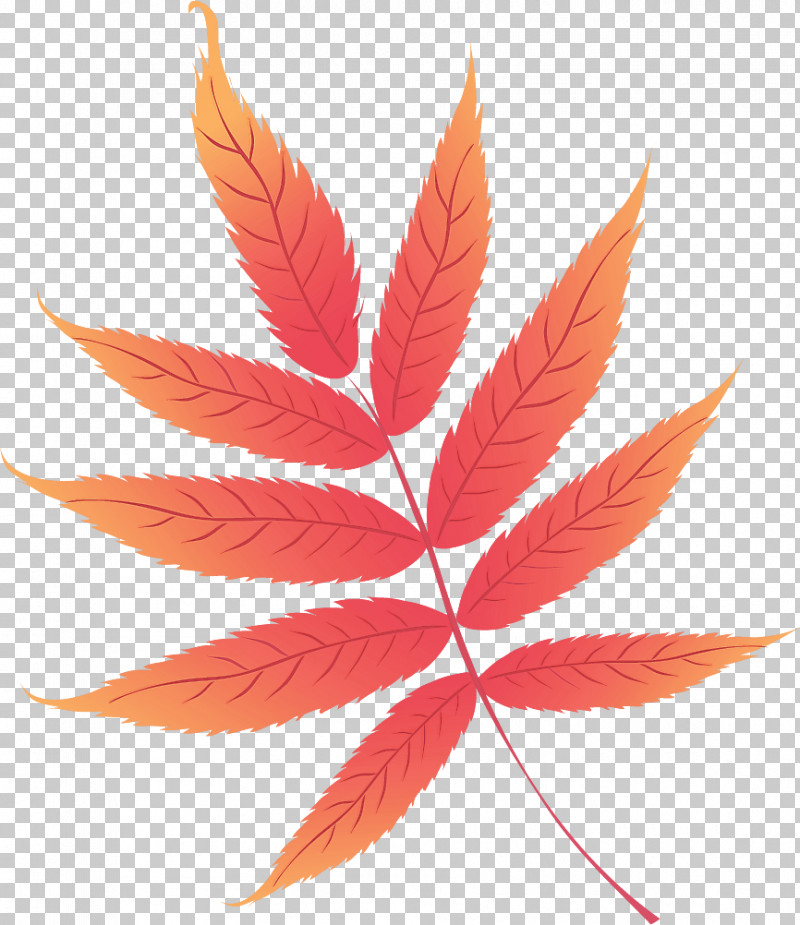 Maple Leaf PNG, Clipart, Leaf, Logo, Maple, Maple Leaf, Petal Free PNG Download