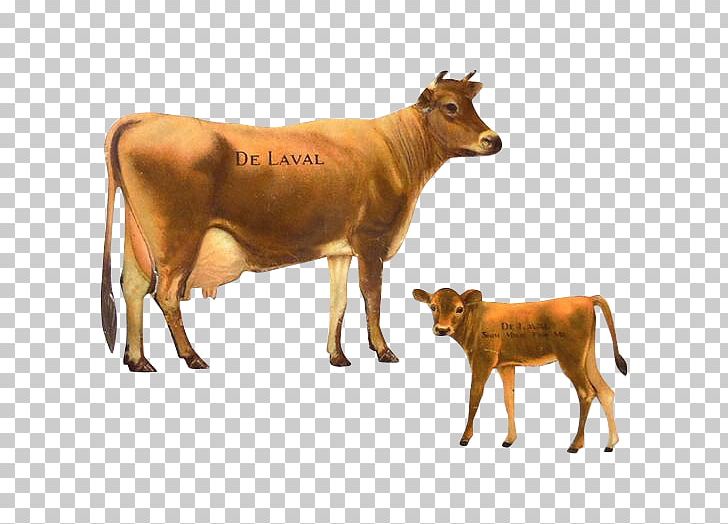 Jersey Cattle Calf DeLaval Dairy Cattle PNG, Clipart, Advertising, Bull, Calf, Cattle, Cattle Like Mammal Free PNG Download