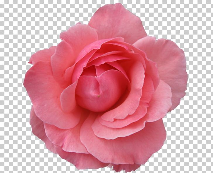 Pink Flowers Rose Pink Flowers PNG, Clipart, Camellia, Carnation, China Rose, Cut Flowers, Desktop Wallpaper Free PNG Download