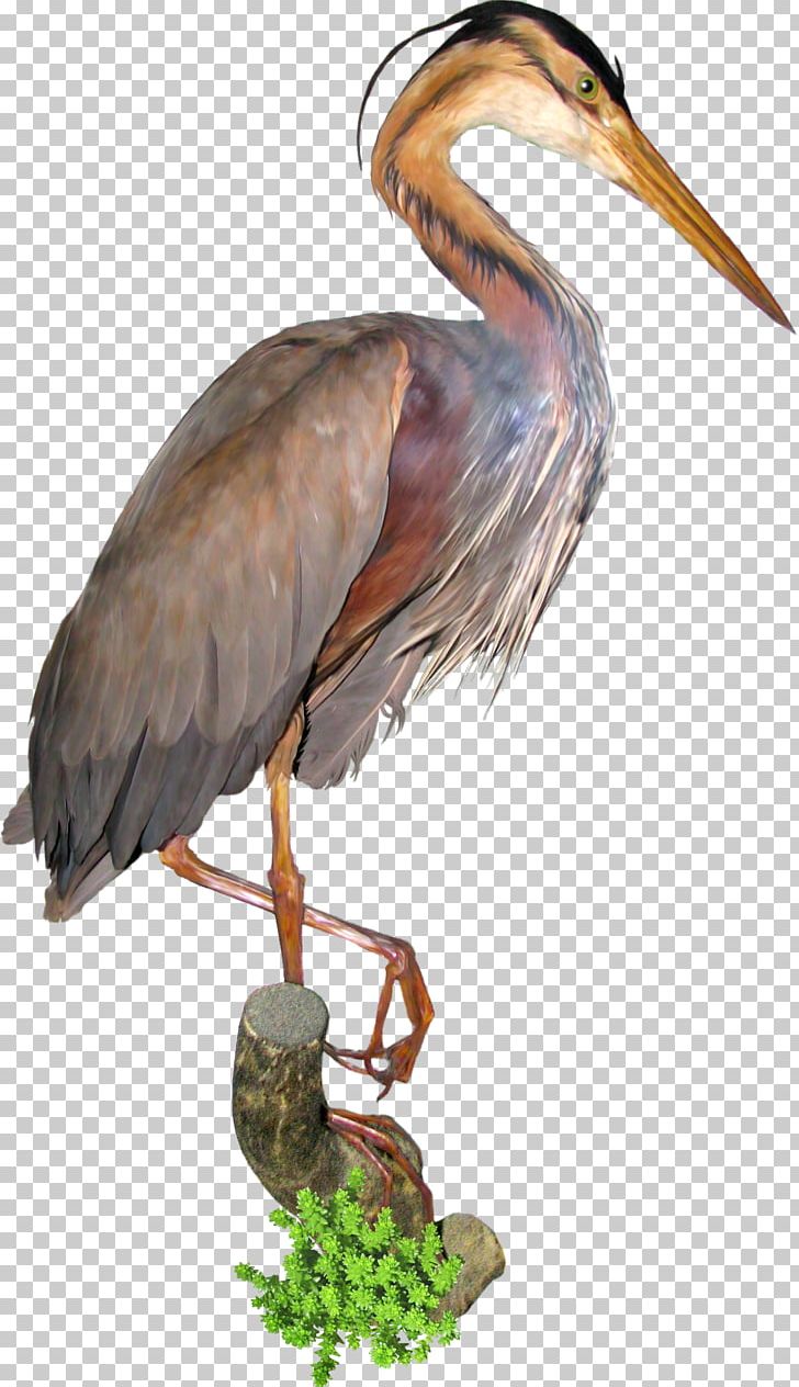Bird Crane Green Heron Stork Ardea PNG, Clipart, Animals, Ardea, Beak, Bird, Ciconiiformes Free PNG Download