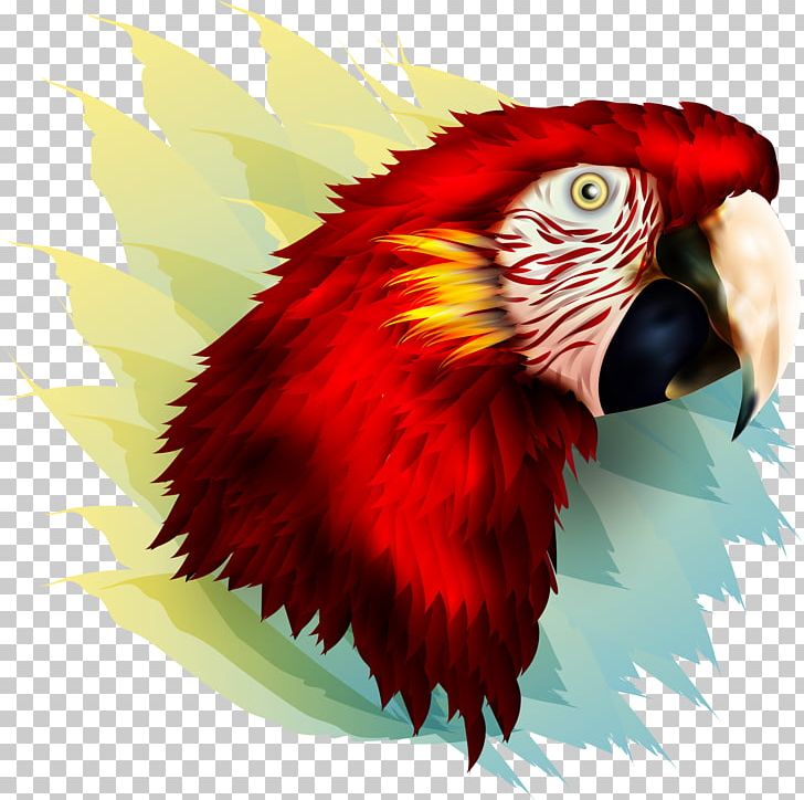 Bird Parrot Owl Beak Feather PNG, Clipart, Animal, Animals, Birds, Closeup, Eagle Free PNG Download