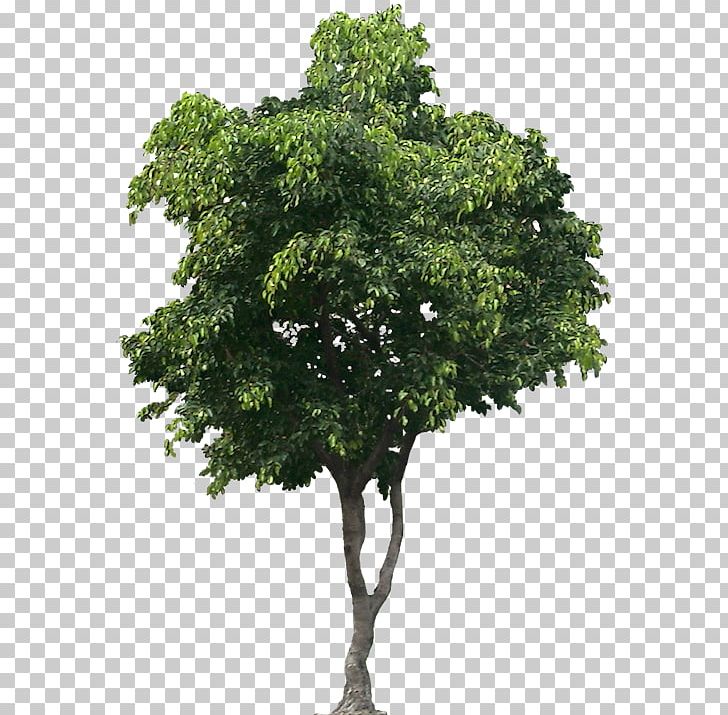 Tree Computer Icons PNG, Clipart, Branch, Computer Icons, Desktop Wallpaper, Download, Leaf Free PNG Download