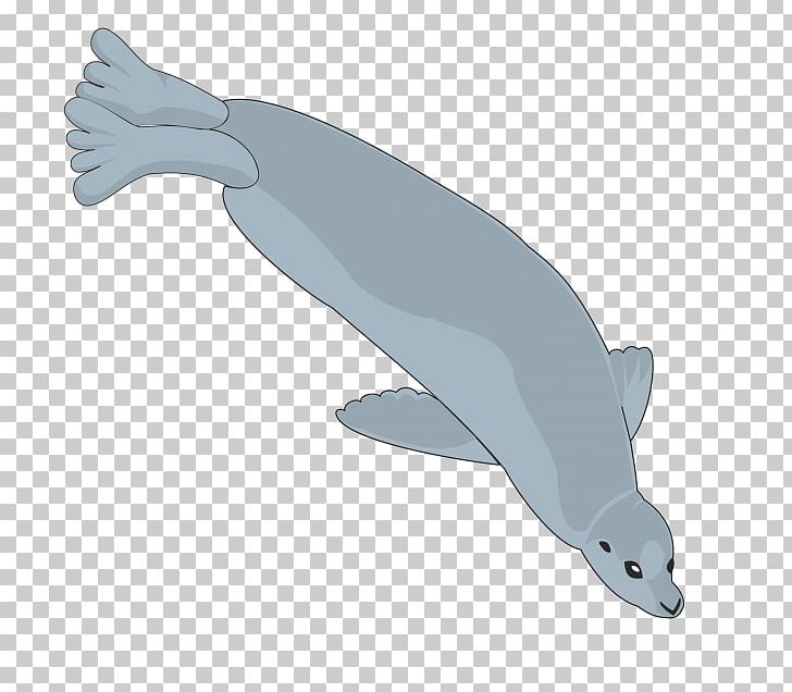 Tucuxi Common Bottlenose Dolphin Porpoise PNG, Clipart, Animal, Animals, Bottlenose Dolphin, Common Bottlenose Dolphin, Creature Free PNG Download