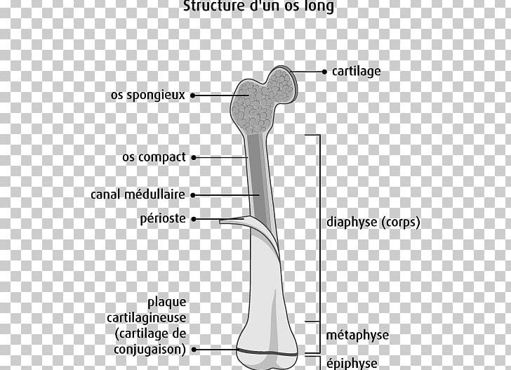 Finger Long Bone Anatomy Bone Cancer PNG, Clipart, Anatomy, Angle, Area, Arm, Bone Free PNG Download