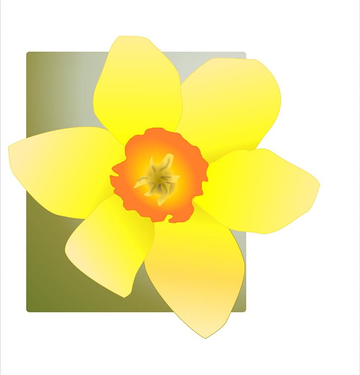 Daffodil Drawing PNG, Clipart, Amaryllis Family, Daffodil, Daffodil Pictures, Download, Drawing Free PNG Download