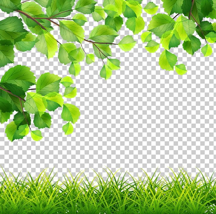 Green Branch Illustration PNG, Clipart, Branch, Christmas Tree, Drawing, Family Tree, Grass Free PNG Download
