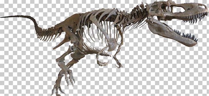 Tyrannosaurus Daspletosaurus Late Cretaceous Albertosaurus Dinosaur PNG, Clipart, Animal Figure, Campanian, Carnivoran, Cretaceous, Extinction Free PNG Download