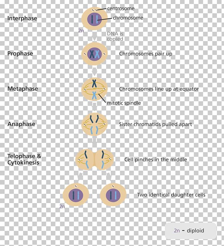Mitosis And Meiosis Cell Division PNG, Clipart, Anaphase, Body Jewelry, Cell, Cell Cycle, Cell Division Free PNG Download