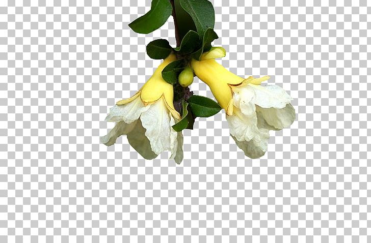 Pomegranate Yellow Euclidean PNG, Clipart, Branch, Concepteur, Cut Flowers, Encapsulated Postscript, Flora Free PNG Download