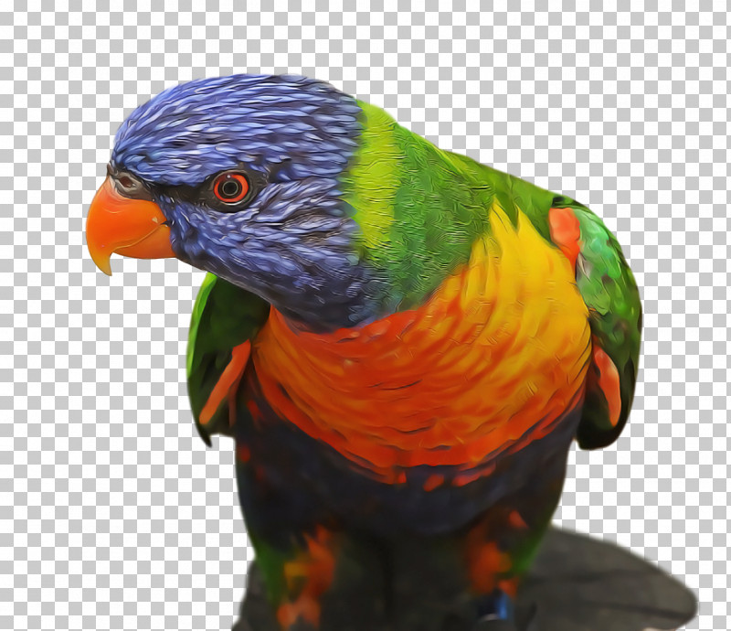 Bird PNG, Clipart, Beak, Bird, Budgie, Lorikeet, Macaw Free PNG Download