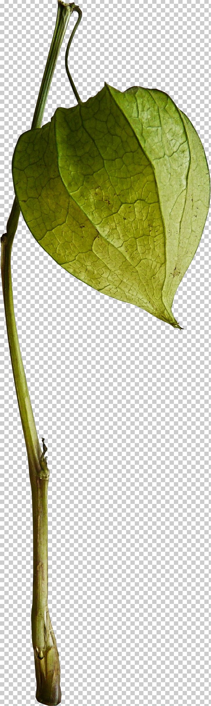 Peruvian Groundcherry Photography PNG, Clipart, Chinese Lantern, Download, Insect, Leaf, Liv Kristine Free PNG Download