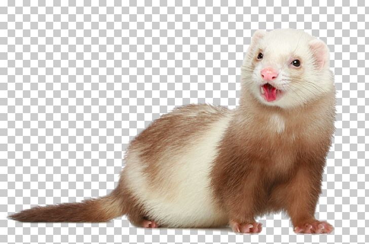Polecat-ferret Hybrid Dog Pet Stock Photography PNG, Clipart, Animal, Animals, Blackfooted Ferret, Can Stock Photo, Carnivoran Free PNG Download