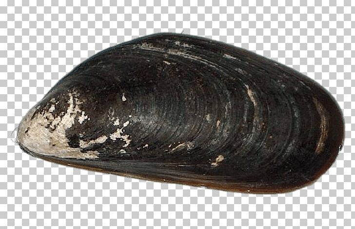 Chilean Mussel Blue Mussel Calbuco Archipelago Sea PNG, Clipart, Animal, Bivalvia, Blue Mussel, Chile, Clam Free PNG Download