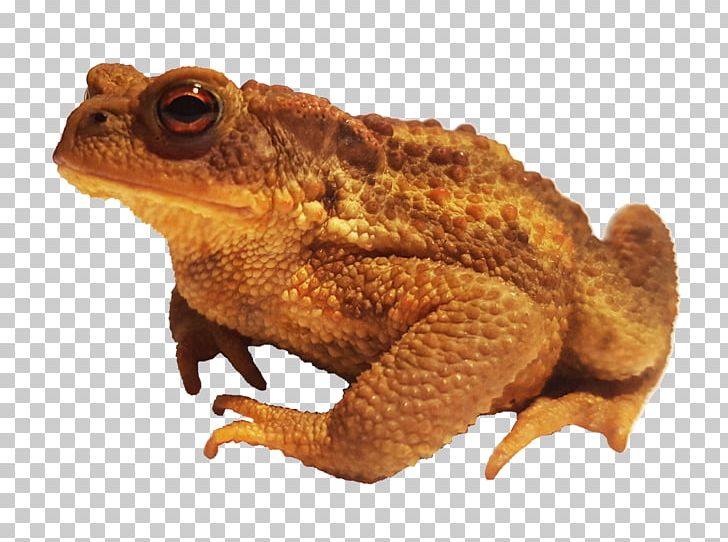 Common Toad Cane Toad Bufo Spinosus American Toad PNG, Clipart, American Toad, Amphibian, Cane Toad, Colorado River Toad, Common Free PNG Download