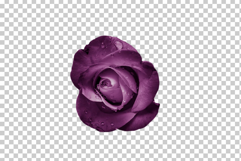 Garden Roses PNG, Clipart, Cut Flowers, Flower, Garden, Garden Roses, Lavender Free PNG Download