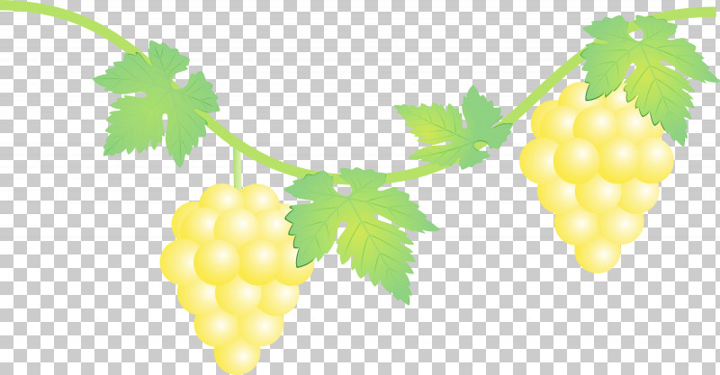 Grape Seedless Fruit Plant Leaf Fruit PNG, Clipart, Accessory Fruit, Currant, Flower, Food, Fruit Free PNG Download