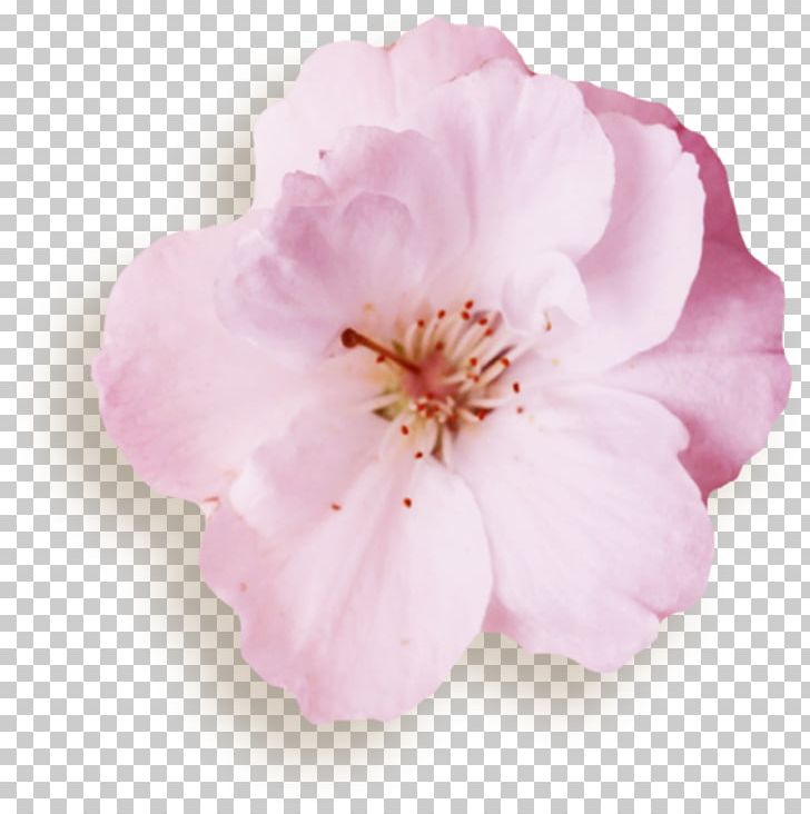 Azalea Rose Family Mallows Cherry Blossom PNG, Clipart, Azalea, Blossom, Cherry, Cherry Blossom, Family Free PNG Download