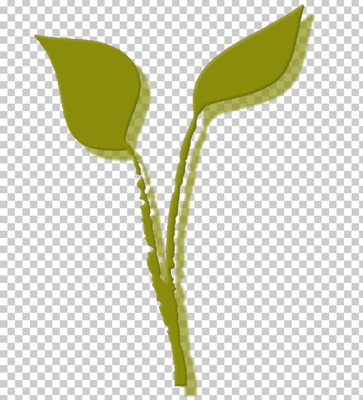 Leaf Plant Stem Flower Product Design Graphics PNG, Clipart, Flower, Leaf, Plant, Plant Stem Free PNG Download