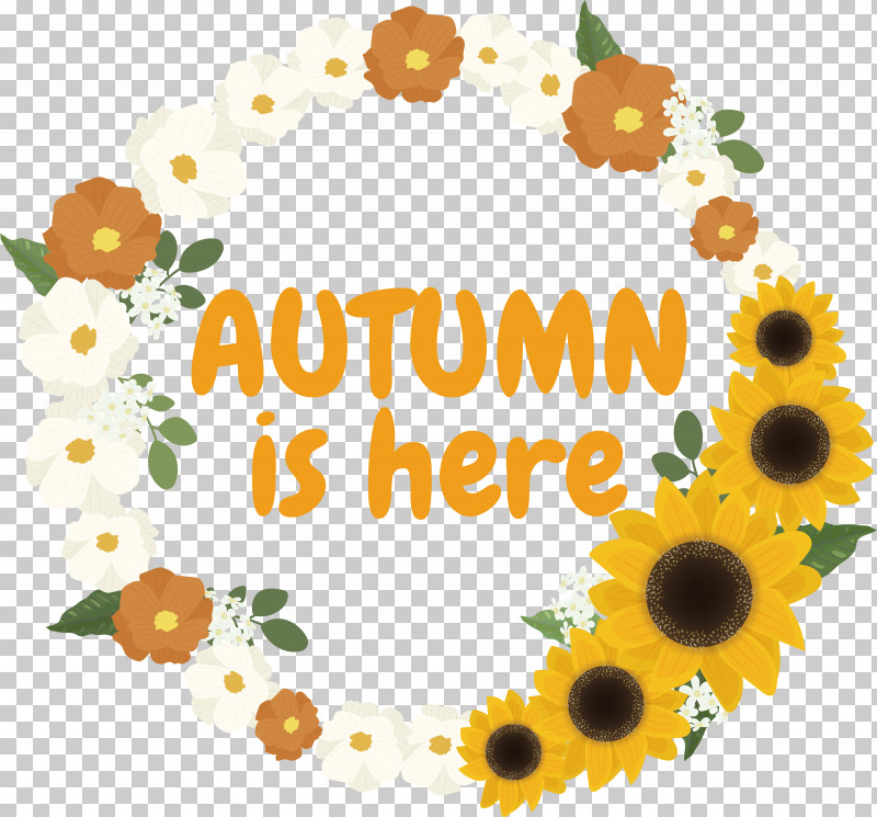 Floral Design PNG, Clipart, Autumn, Common Sunflower, Drawing, Floral Design, Flower Free PNG Download