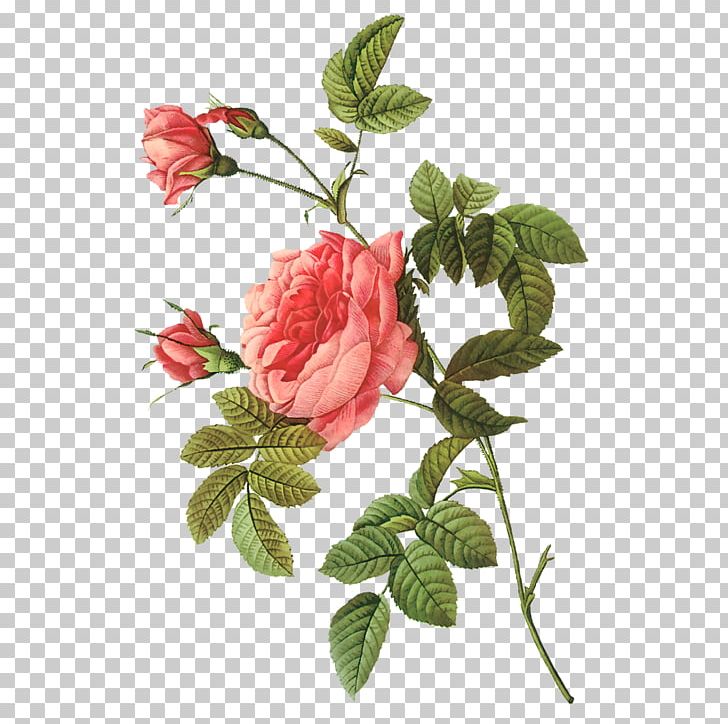 Garden Roses Beach Rose Decoupage Collage Cabbage Rose PNG, Clipart, Art, Beach, Branch, Collage, Cut Flowers Free PNG Download