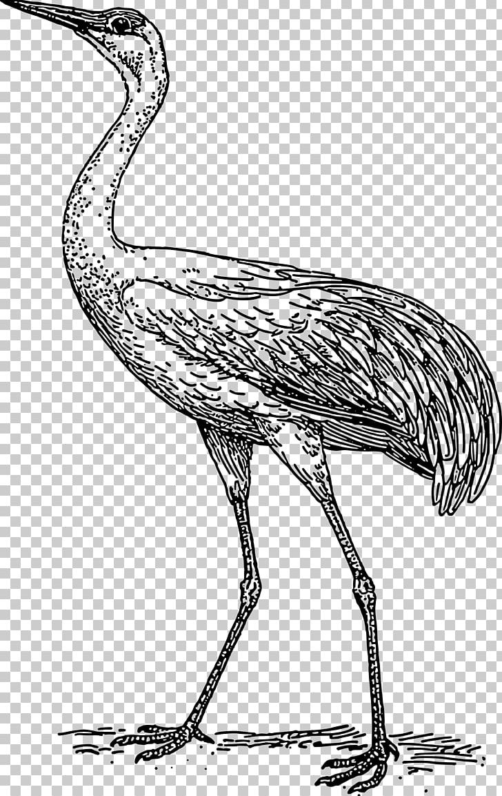 Whooping Crane Bird PNG, Clipart, Black And White, Blacknecked Crane, Ciconiiformes, Computer Icons, Crane Free PNG Download