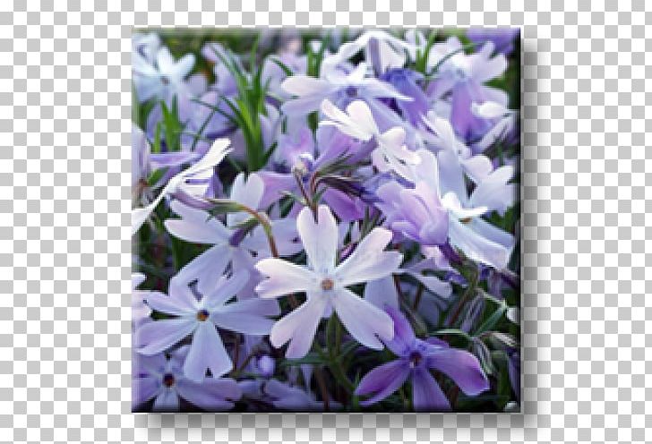 Moss Phlox Phlox Douglasii Perennial Plant Violet Herbaceous Plant PNG, Clipart, Bellflower Family, Blue, Color, Evergreen, Flora Free PNG Download