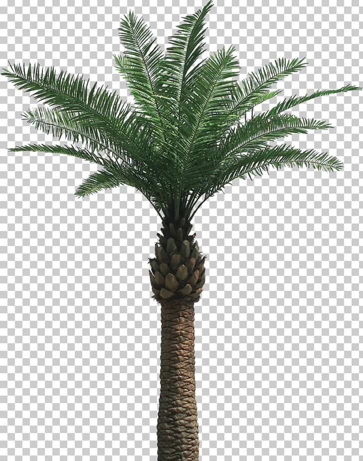 Arecaceae Tree PNG, Clipart, Arecaceae, Arecales, Areca Palm, Date Palm, Date Palms Free PNG Download
