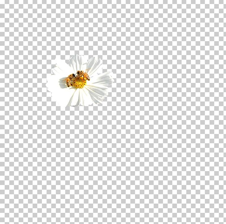 Honey Bee Yellow Pattern PNG, Clipart, Bee, Chrysanthemum, Chrysanthemum Chrysanthemum, Chrysanthemum Flowers, Chrysanthemums Free PNG Download