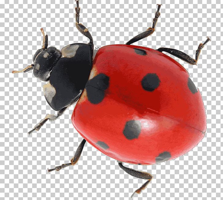 Beetle Coccinella Septempunctata Aphid The Grouchy Ladybug Pupa PNG, Clipart, Anatomy, Animal, Animals, Aphid, Arthropod Free PNG Download