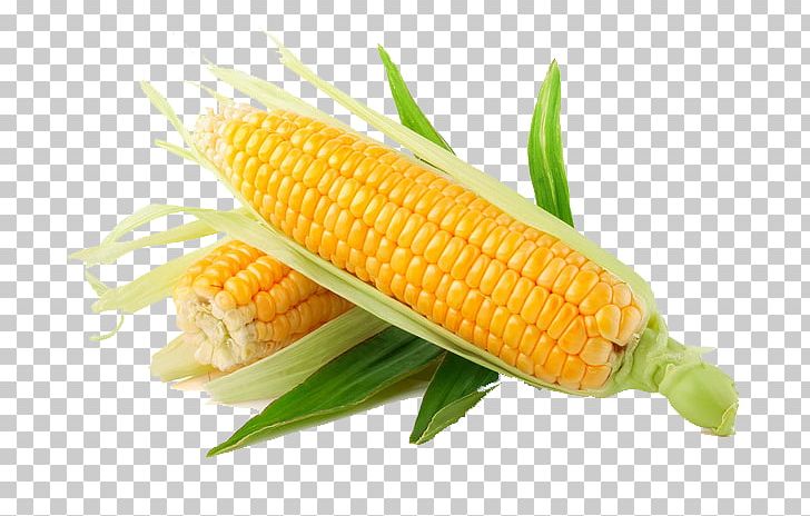 Maize Sweet Corn Display Resolution PNG, Clipart, Cartoon Corn, Commodity, Corn, Corn Cartoon, Corn Flakes Free PNG Download