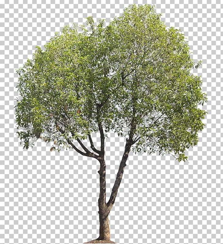 River Birch Tree Landscape Architecture PNG, Clipart, Architect, Architecture, Birch, Birch Tree, Branch Free PNG Download