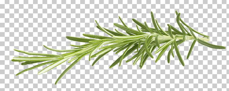 Rosemary PNG, Clipart, Herbs, Nature Free PNG Download