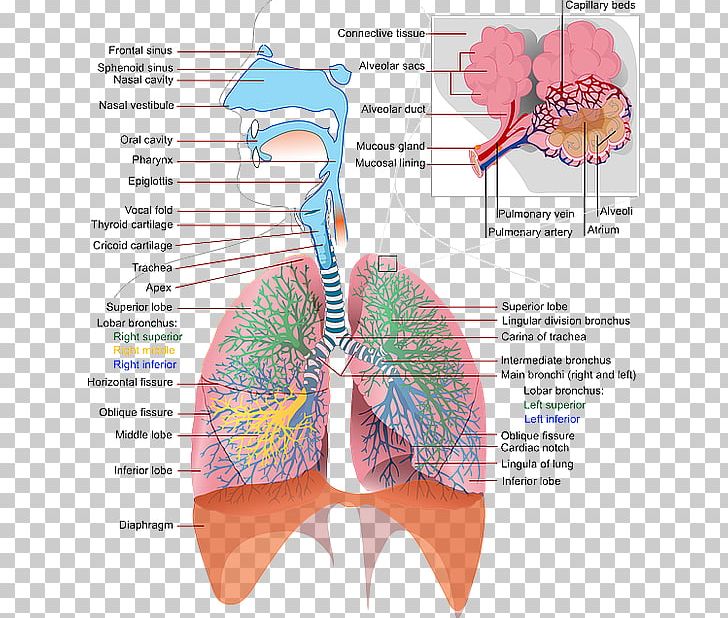 The Respiratory System Respiration Anatomy Human Skeleton PNG, Clipart, Anatomy, Angle, Chart, Circulatory System, Diagram Free PNG Download