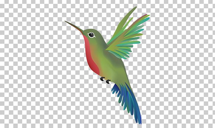 Wandering Hummingbird Massage Beak Parrot PNG, Clipart, Beak, Bird, Business, Business Plan, Fauna Free PNG Download