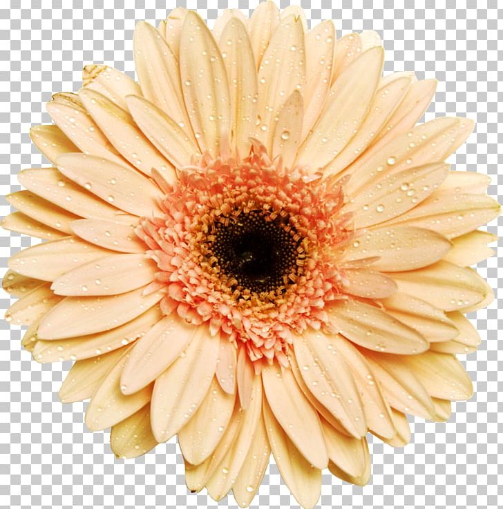 Desktop Layers PNG, Clipart, Chrysanths, Cut Flowers, Daisy, Daisy Family, Desktop Wallpaper Free PNG Download