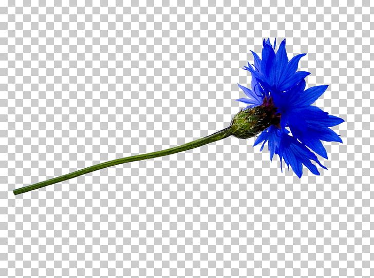 Flower PNG, Clipart, Computer Software, Cut Flowers, Drawing, Flower, Flowering Plant Free PNG Download