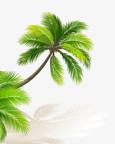 Green Coconut Trees PNG, Clipart, Baby, Background, Coconut, Coconut Clipart, Coconut Clipart Free PNG Download