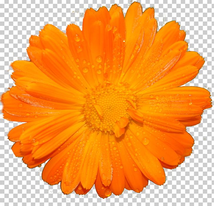 Marigolds PNG, Clipart, Calendula, Daisy Family, Flower, Marigolds, Orange Free PNG Download