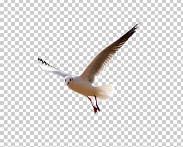 Seabird Gulls Web Design PNG, Clipart, Animal, Animals, Beak, Bird, Charadriiformes Free PNG Download