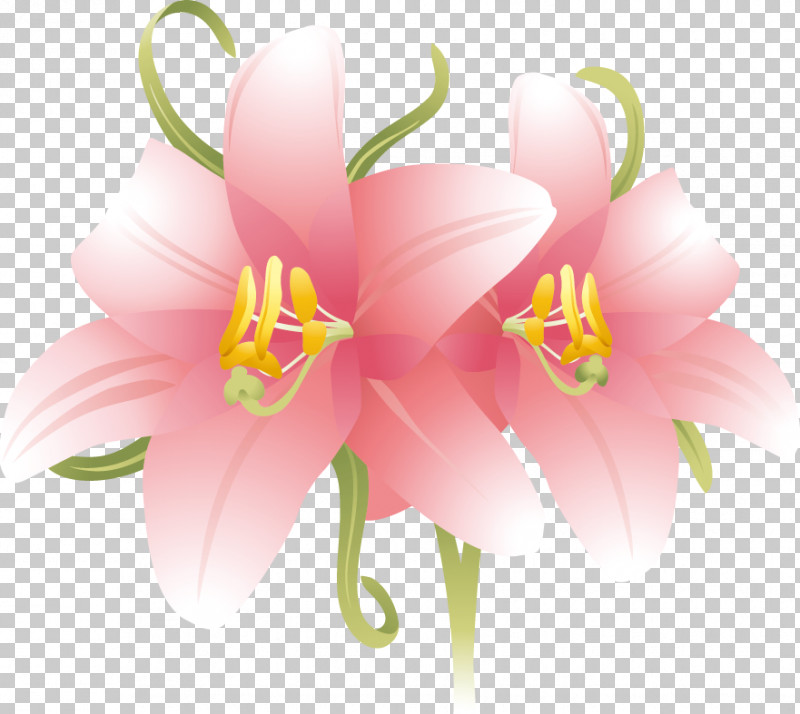 Lily Flower PNG, Clipart, Biology, Cut Flowers, Flower, Herbaceous Plant, Lily Flower Free PNG Download