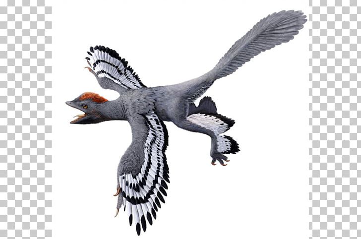 Anchiornis Origin Of Birds Feathered Dinosaur PNG, Clipart, Anchiornis, Animals, Beak, Bird, Bird Flight Free PNG Download