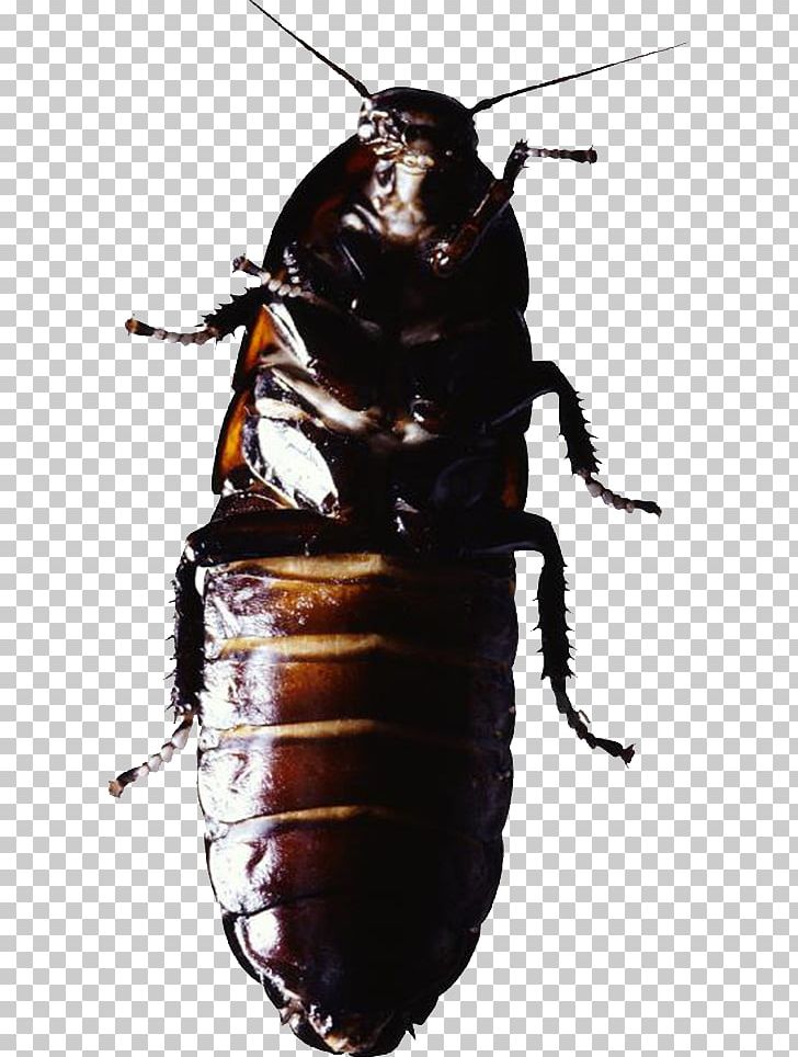 Cockroach Insect Pest Control PNG, Clipart, Animals, Arthropod, Background Black, Beatles, Beetle Free PNG Download