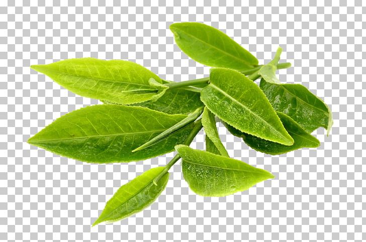 Green Tea Matcha Turkish Tea Tea Plant PNG, Clipart, Black Tea, Dried Fruit, Food, Food Drinks, Food Drying Free PNG Download
