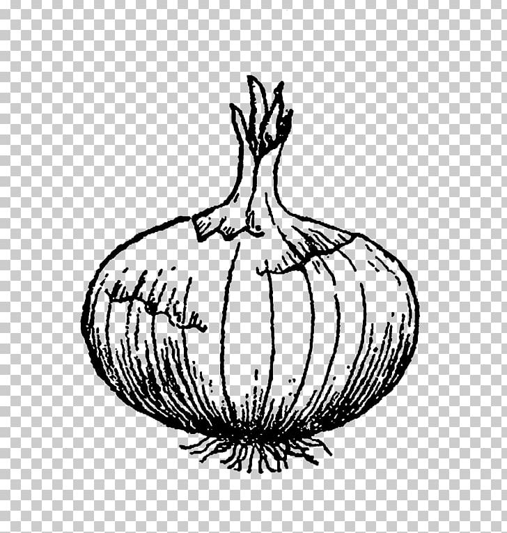 Line Art Drawing Vegetable Onion PNG, Clipart, Artwork, Beetroot, Black And White, Clip Art, Digital Illustration Free PNG Download
