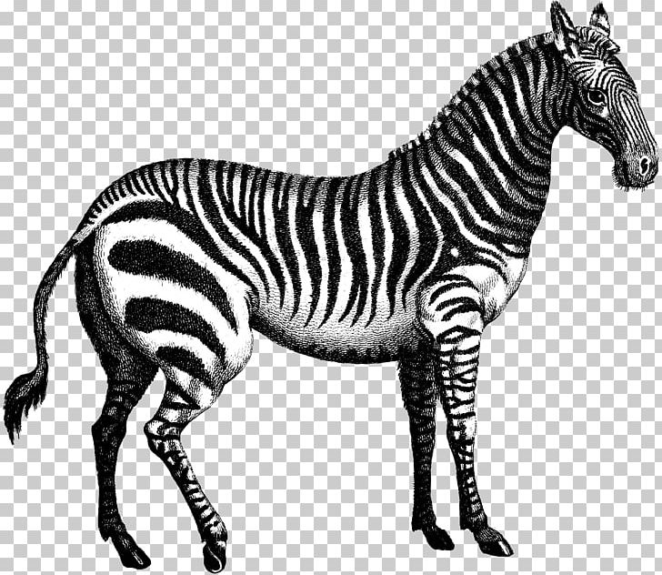 Quagga Marty Zebra PNG, Clipart, Animal Figure, Animals, Black And White, Donkey, Fauna Free PNG Download