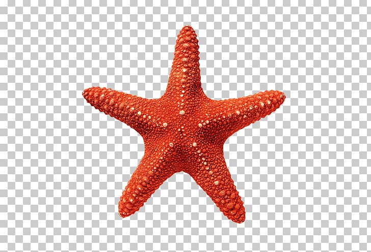 Starfish Linckia Red White Stock Photography PNG, Clipart, Animals, Beautiful Starfish, Color, Echinoderm, Invertebrate Free PNG Download