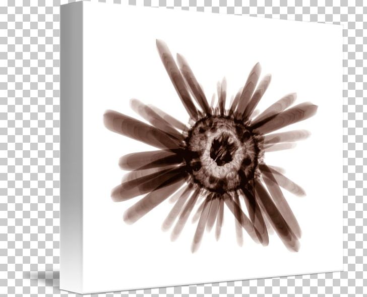 Gallery Wrap Canvas Sea Urchin Art Printmaking PNG, Clipart, Art, Black And White, Canvas, Closeup, Flower Free PNG Download